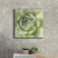 «Garden Succulents 2 Color» par Laura Marshall, art mural sur toile-560030821