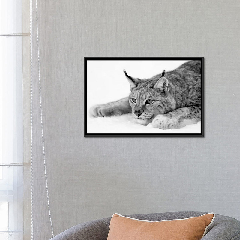 Lynx par PhotoINC Studio - Estampe numérique sur toile tendue avec châssis, H 8 po x l 12 po x P 0,75 po, Toile tendue