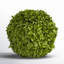 Preserved Greens Topiary, Hedge Plant in-1214296199