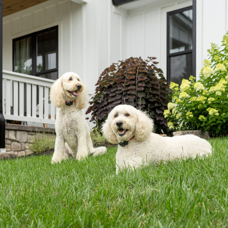 PetSafe Gray Wireless Fence System with Waterproof Collar