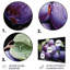 «Dusky Lavender Plum Delight I» - fruits, art mural en métal-761325059
