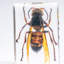 Genuine Single Cicada In Lucite
