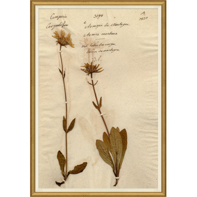 Herbarium 12 Giclee Print