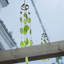 Carillon en verre