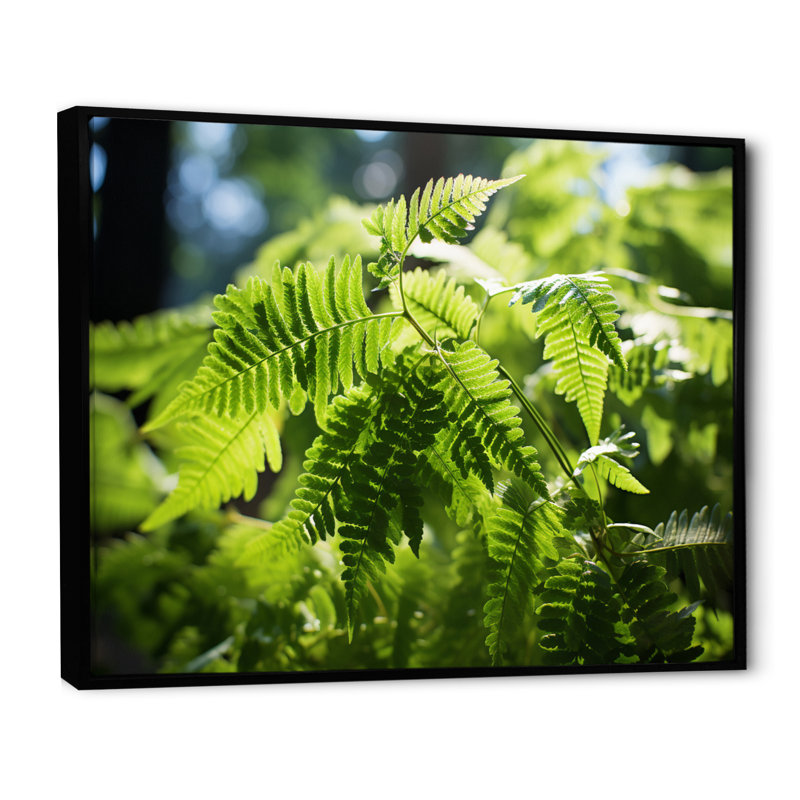 " Ferns Plant Dappled Sunlight ", H 34 po x l 44 po x P 1,5 po, Cadre flottant noir