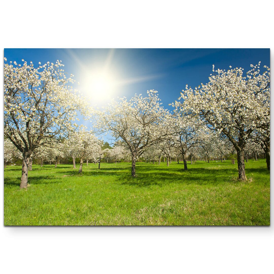 Leinwandbild Apfelbaumplantage im Frühling