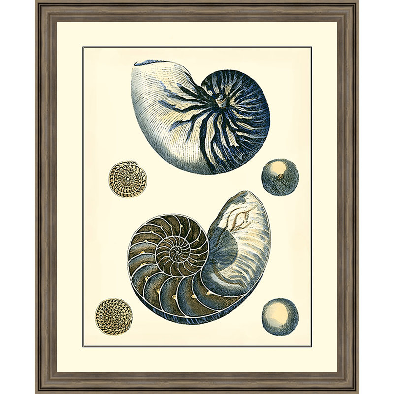 « antique blue nautilus », reproduction d’impression encadrée