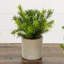 8 po Mini plante artificielle en pot - ensemble de 3