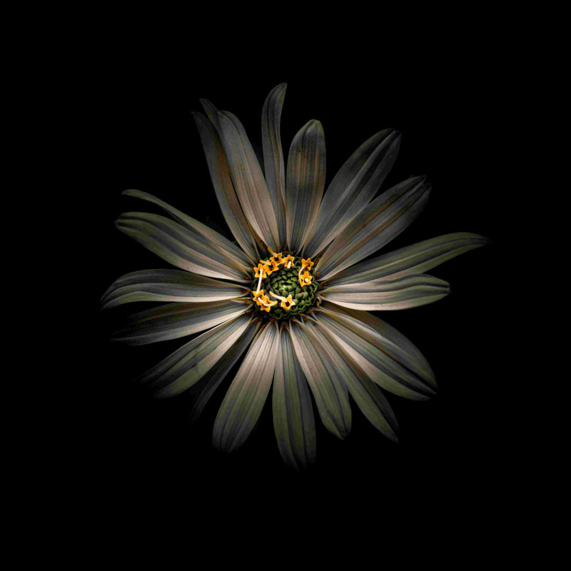 «White Daisy Vi», reproduction sur toile tendue, H 30 po x l 30 po
