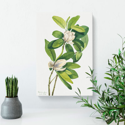 Swamp Magnolia by Mary Vaux Walcott - Wrapped Canvas