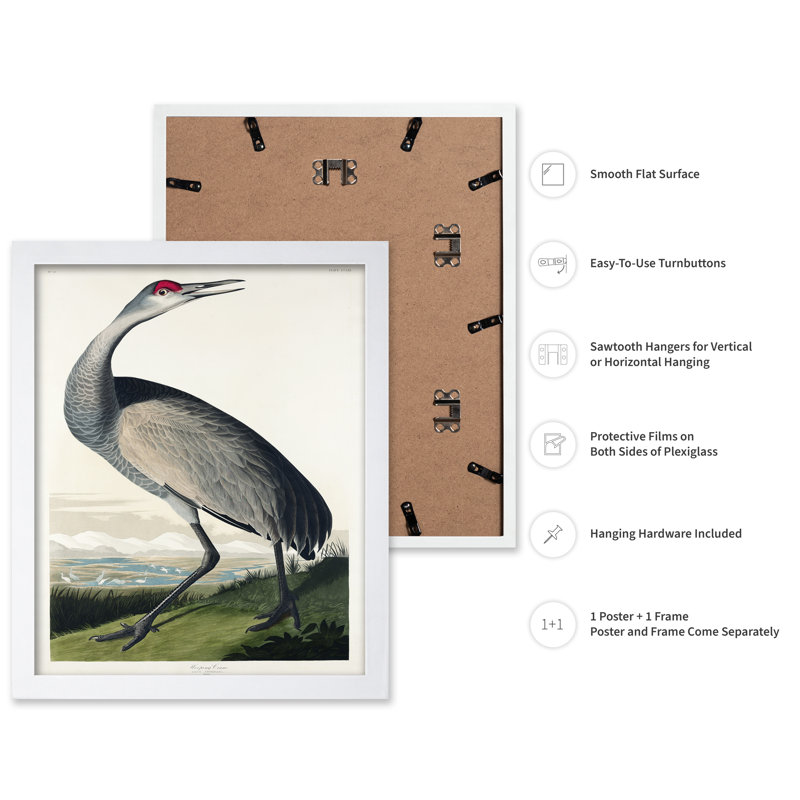 John James Audubon - Grue blanche No1, Poster, 24"H x 32"W, White Framed