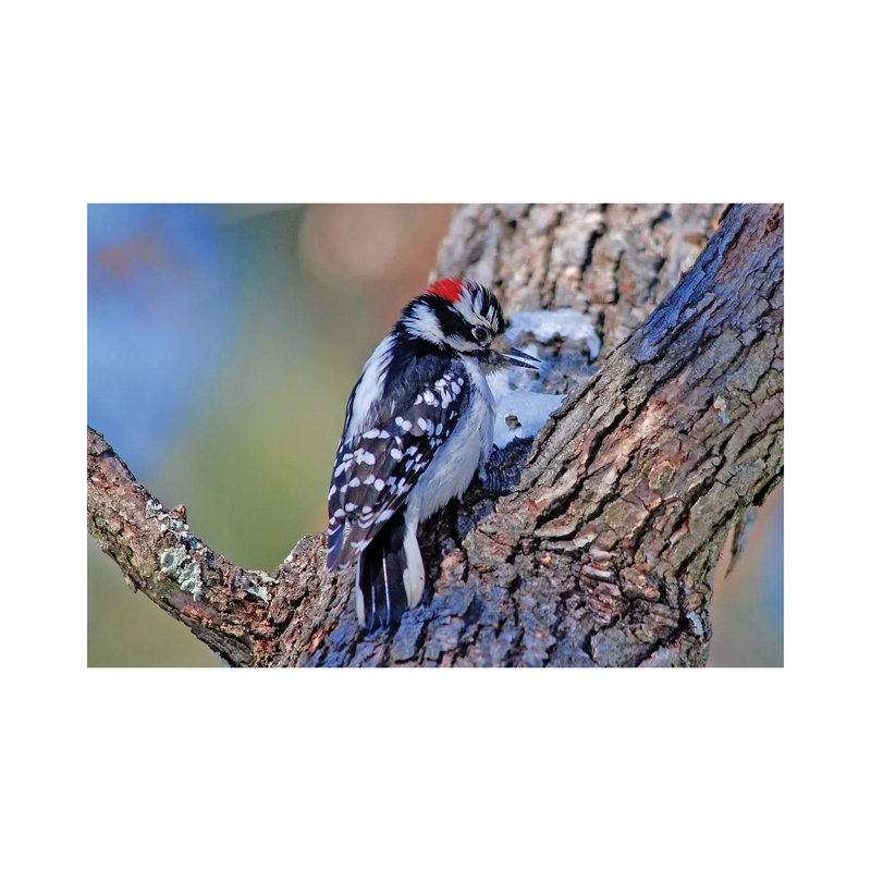 Downy Woodpecker by Brian Wolf - Wrapped Canvas Print, 66.04 cm H x 45.72 cm W x 3.175 cm D