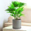 Pot de fleurs en céramique avec trou de drainage et soucoupe-581176502-581176505