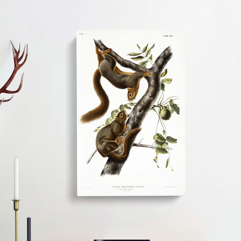 Orange-bellied Squirrels by J.W. Audubon - Wrapped Canvas Painting, 50cm H x 35cm W x 3cm D