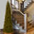 Downswept DouglasFir Pencil Slim Tree with Dual Color LED Lights-2072571169