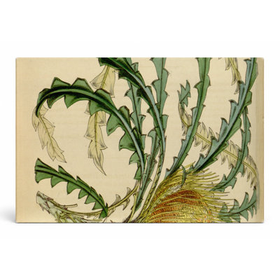 Curtis's Botanical Magazine - Plate 4633 - Dryandra nilis - Art mural sur toile paysage