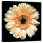 "the high noûn gerbera" , reproduction de photo sur toile tendue-18516511-74417686-74417687