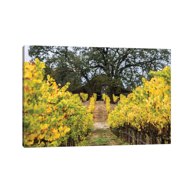 Autumn Vineyard by Heather Roberson - Wrapped Canvas Print, 30.48 cm H x 45.72 cm W