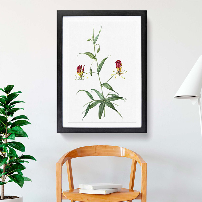 Flame Lily Flowers by Pierre-Joseph Redoute - Picture Frame Art Print, 36cm H x 27cm W x 2cm D, Black Framed