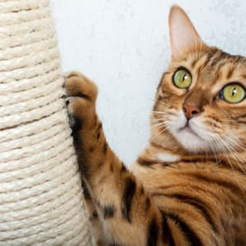 Tour à chat 51,5 po en bois pour chats d'intérieur avec maisonnette pour chat confortable, Brun foncé