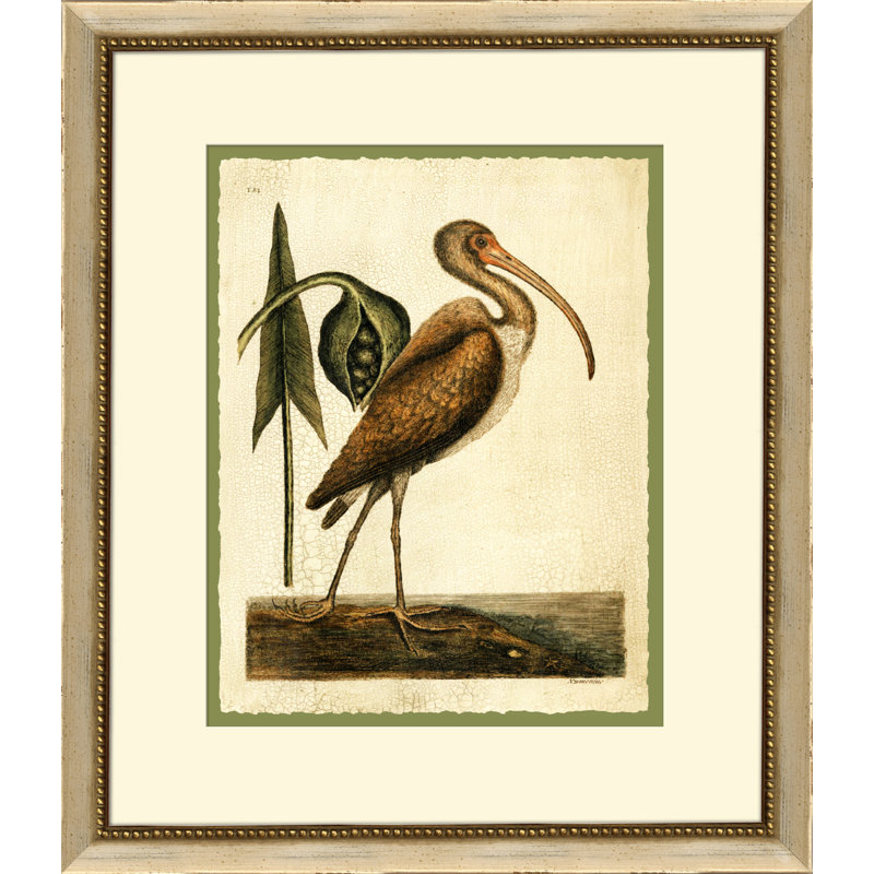 Catesbys Brown Cerlew Print