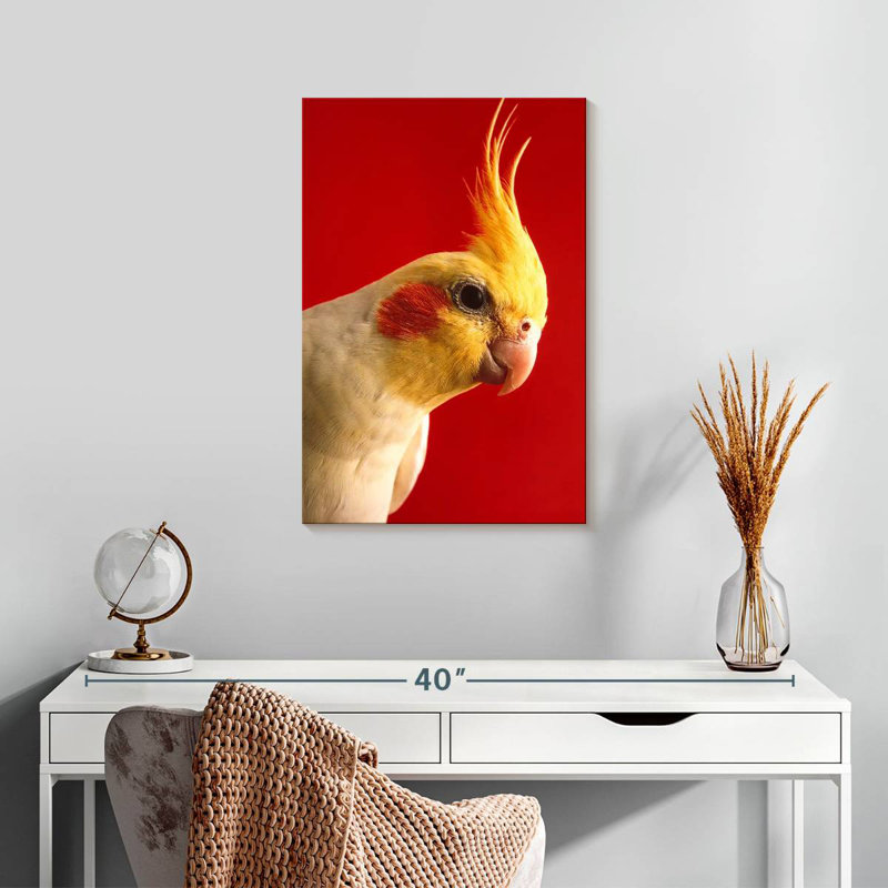 Brampt Lutino Cockatiel, 24" H x 16" W