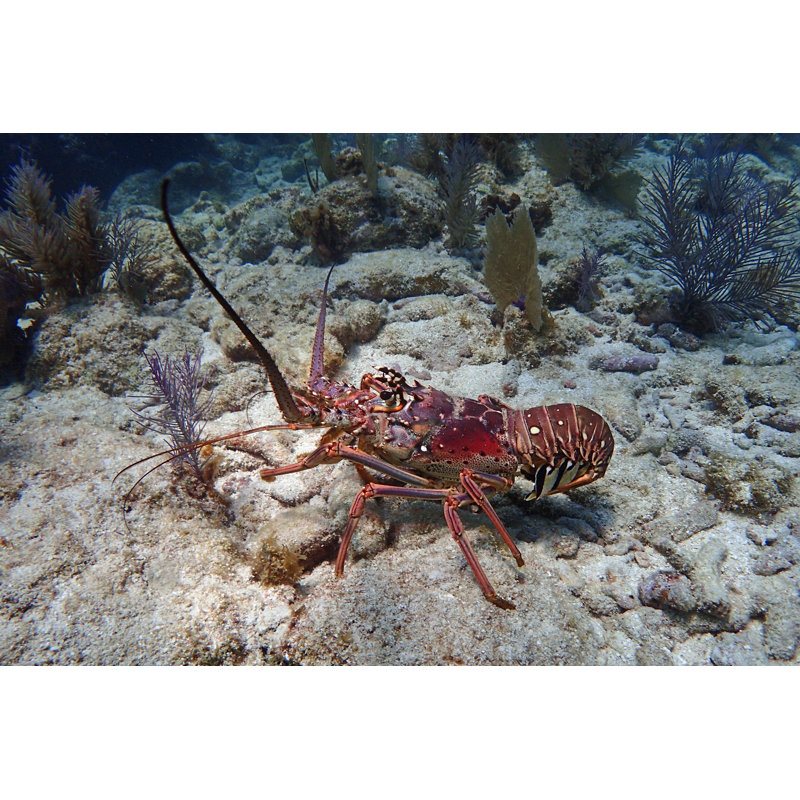 Caribbean Lobster by OscarMVargas - Wrapped Canvas Print, 81cm H x 122cm W