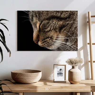 Brampt Sleeping Tabby Cat