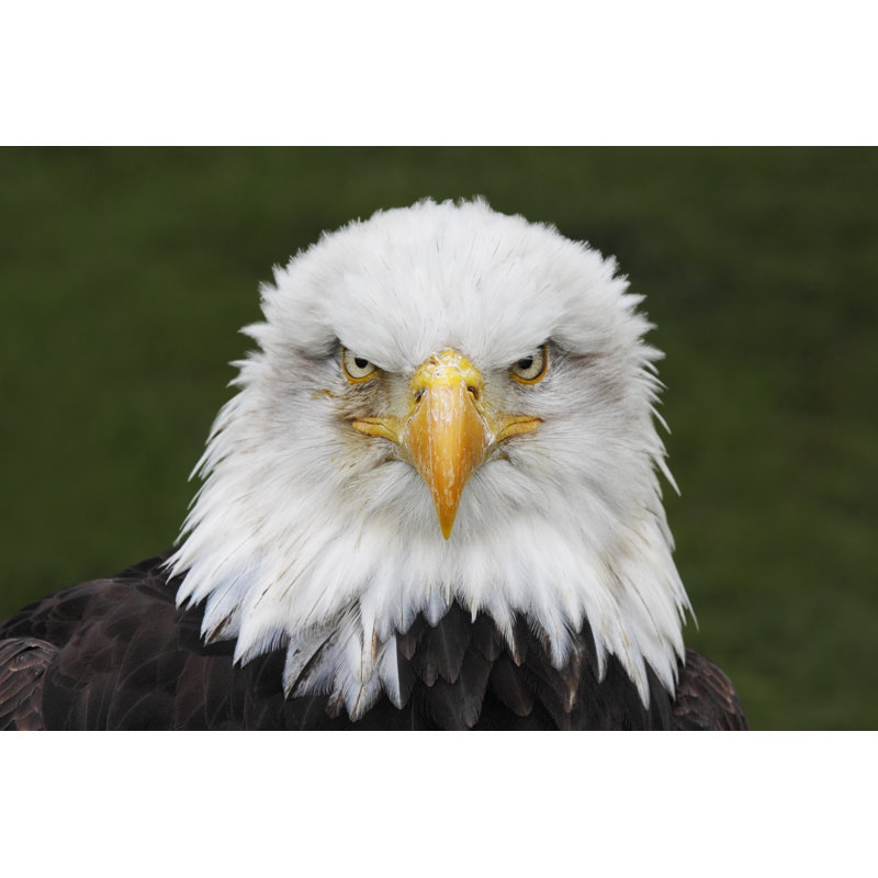 Bald Eagle - Wrapped Canvas Print, 30cm H x 46cm W x 3.8cm D