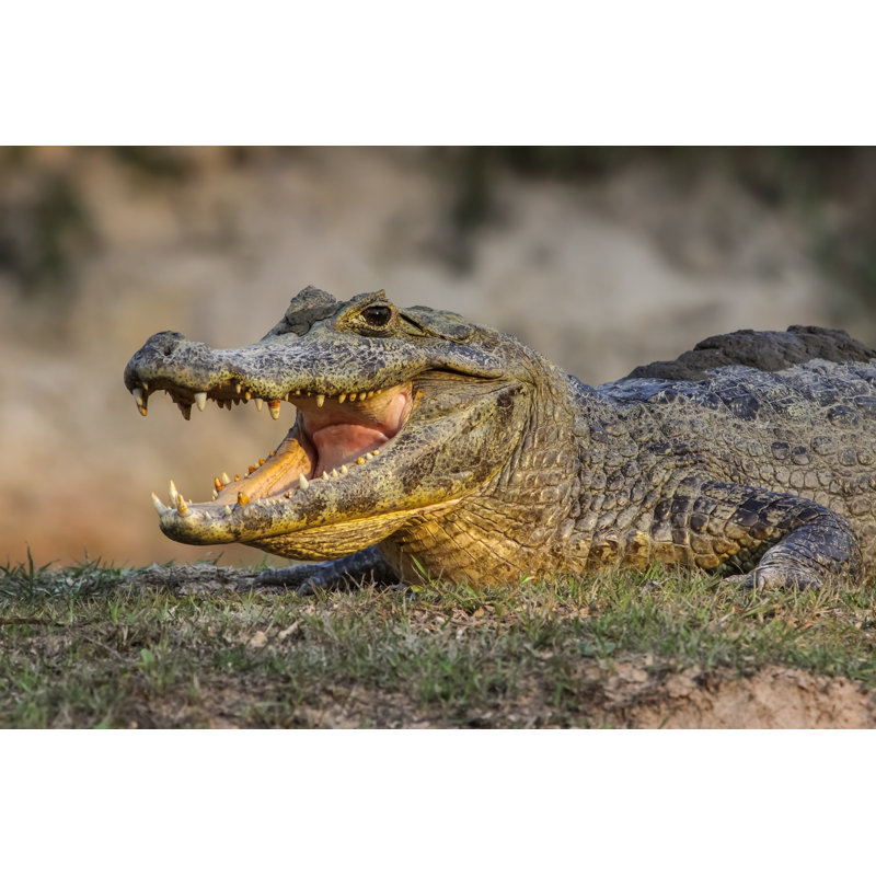 Black Caiman Cooling Down With Open Mouth, Facing by Uwe-Bergwitz - Wrapped Canvas Print, 60.96cm H x 91.44cm W