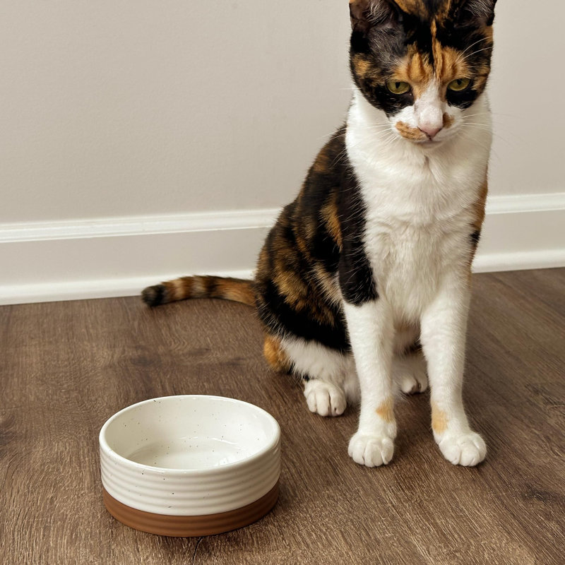 Petit bol pour animal de compagnie - plat pour nourriture / eau