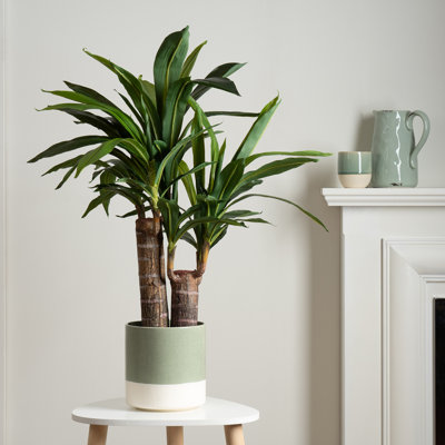 80cm Faux Double Stem Yucca Tree