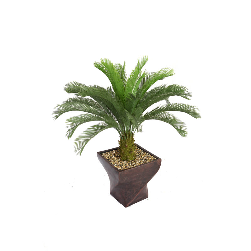 Grand palmier Panama Cycas en pot