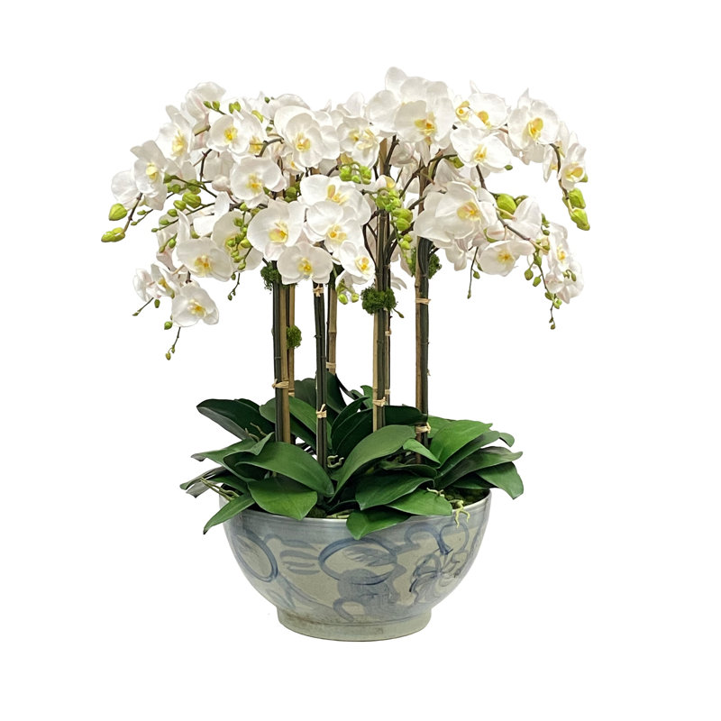 Orchidée dans un bol en céramique