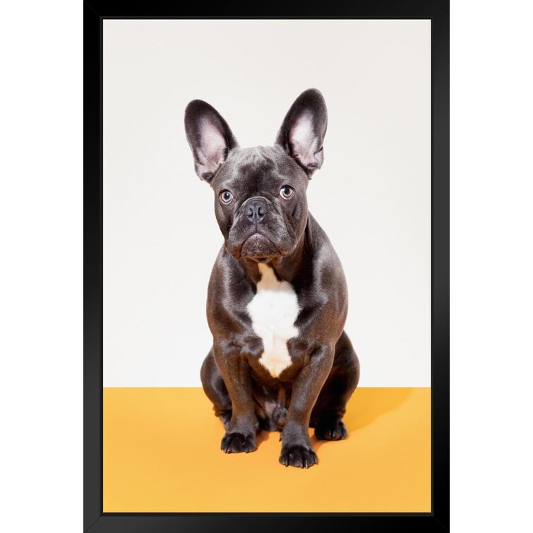 Stupell Industries Cute French Bulldog Puppy Sitting on Glam Bookstack by  Amanda Greenwood Framed Animal Wall Art Print 11 in. x 14 in.  ab-578_gff_11x14 - The Home Depot
