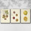 Persimmon II - ensemble de 3 reproductions sur toile-97710326-97710323