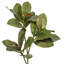 Vickerman 35" Artificial Green Magnolia Branch 2/Bag.