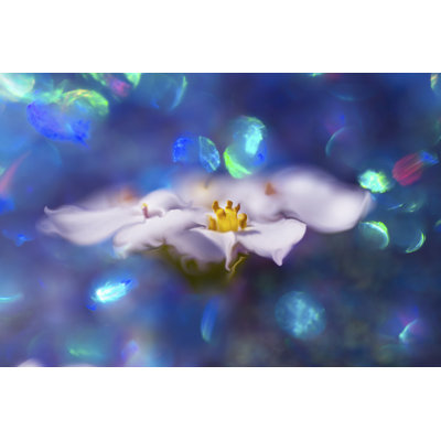 Jewels Of The Enchanted Forest VI by Gillian Hunt - Wrapped Canvas Print