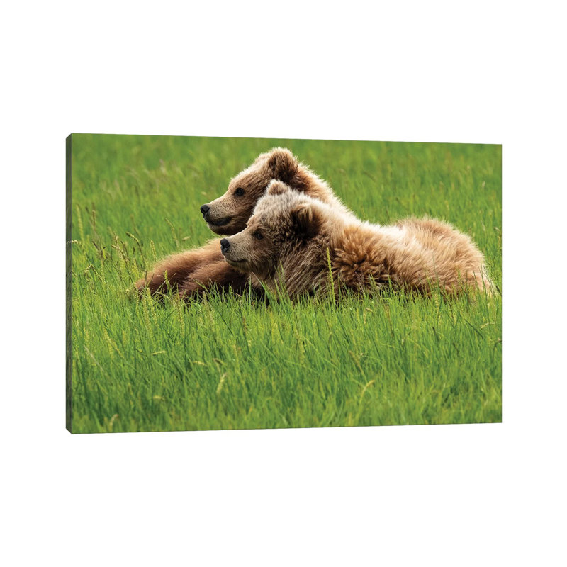 Two Grizzly Bears On Grass, Alaska, Usa by George Theodore - Wrapped Canvas Print, 20.32 cm H x 30.48 cm W