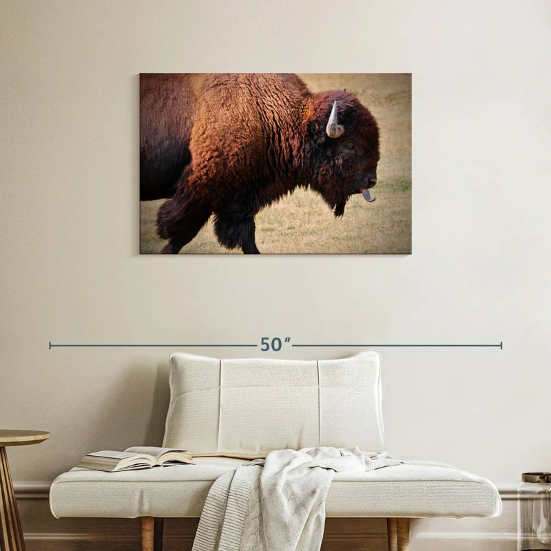 Bison qui remue la langue, H 24 po x l 36 po