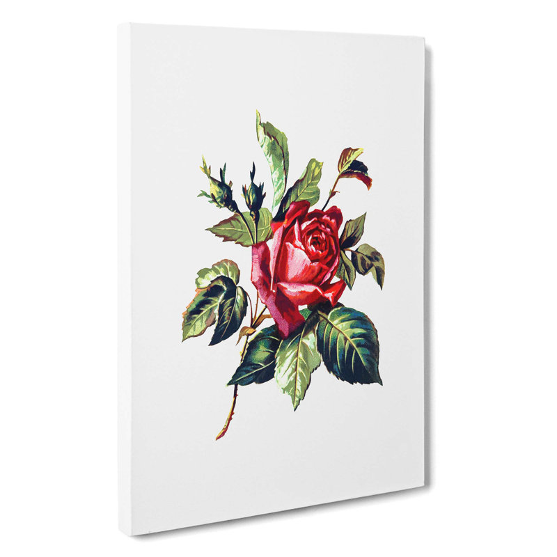 Red Rose Illustration - Wrapped Canvas, 50cm H x 35cm W x 3cm D