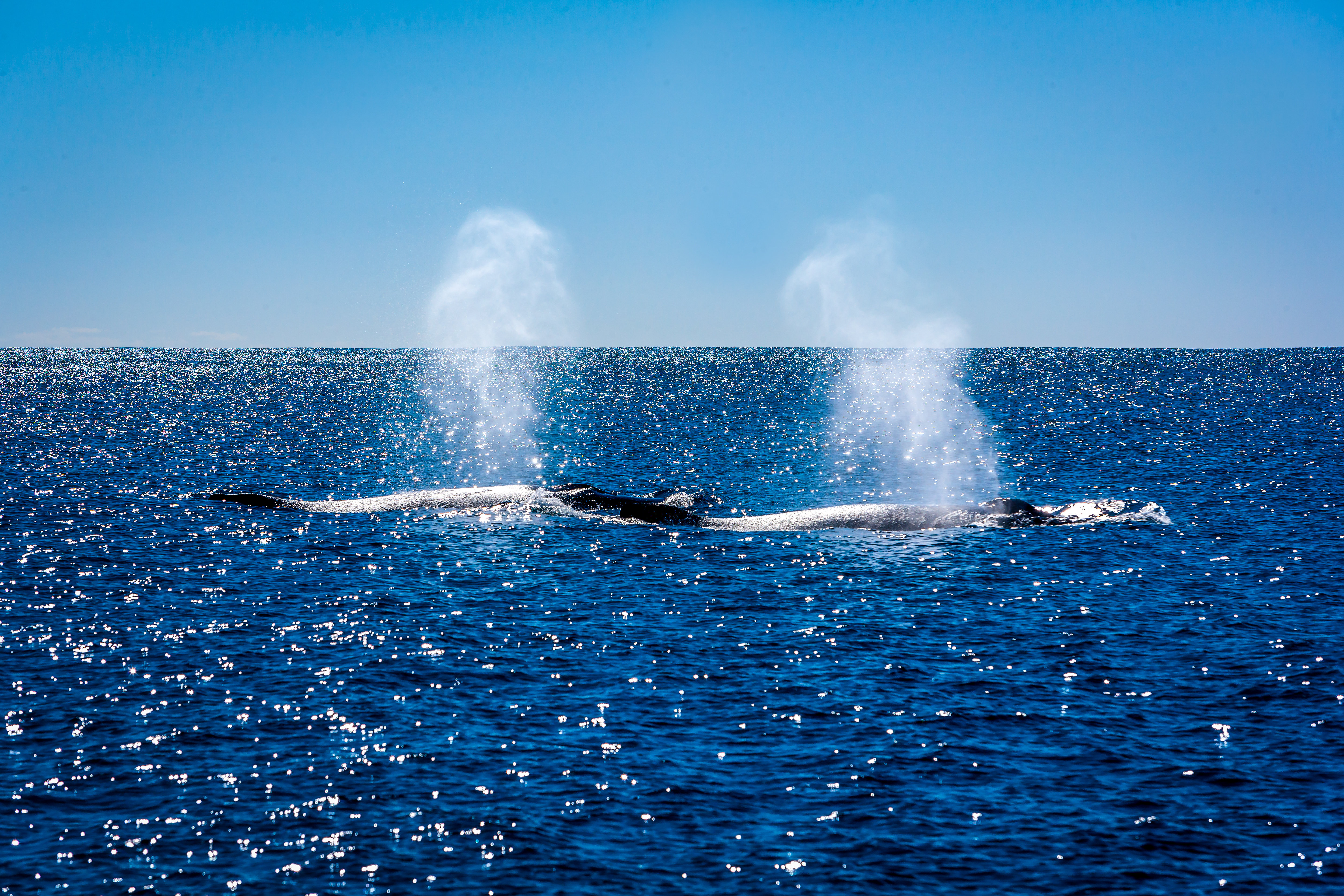 Highland Dunes Orca Killer Whales - Ningaloo Reef by Richardalock | Wayfair