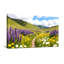 Paysage, nature, champ de fleurs, chemin, montagnes, ciel, nuages-857692162