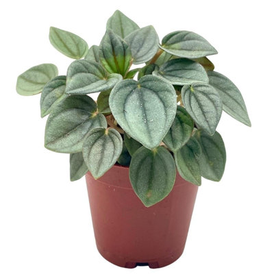 Green Ripple Peperomia Frost, 2 Inch
