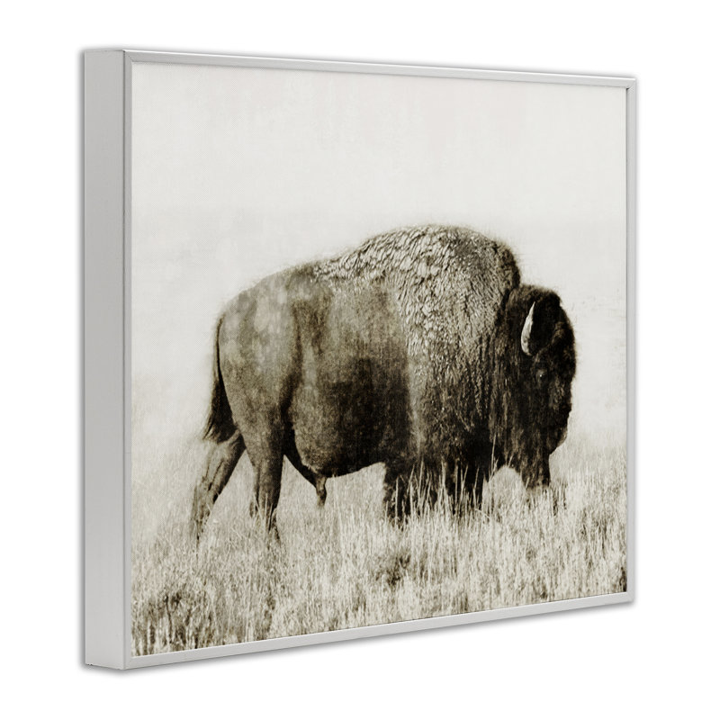 Bison qui broute dans un champ, estampe numérique par Dan Meneely, Estampe numérique encadrée blanc bord de mer