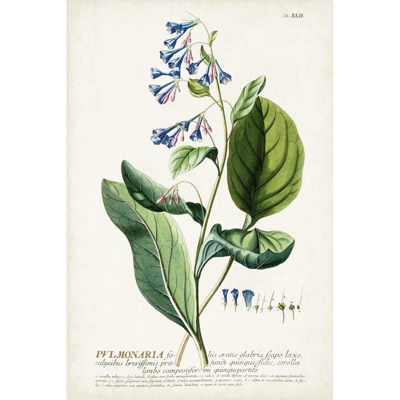 Alluring Botanical V - Graphic Art, Wrapped Canvas, 91cm H x 61cm W