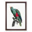 Eclectus Parrot by F. Levaillant - Picture Frame Art Print-55537321-55537322