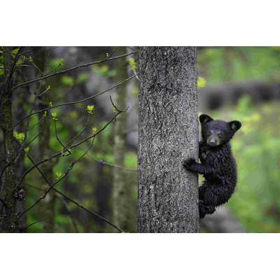 Bears At Play VI