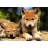Spring Wolf Pups-852965968