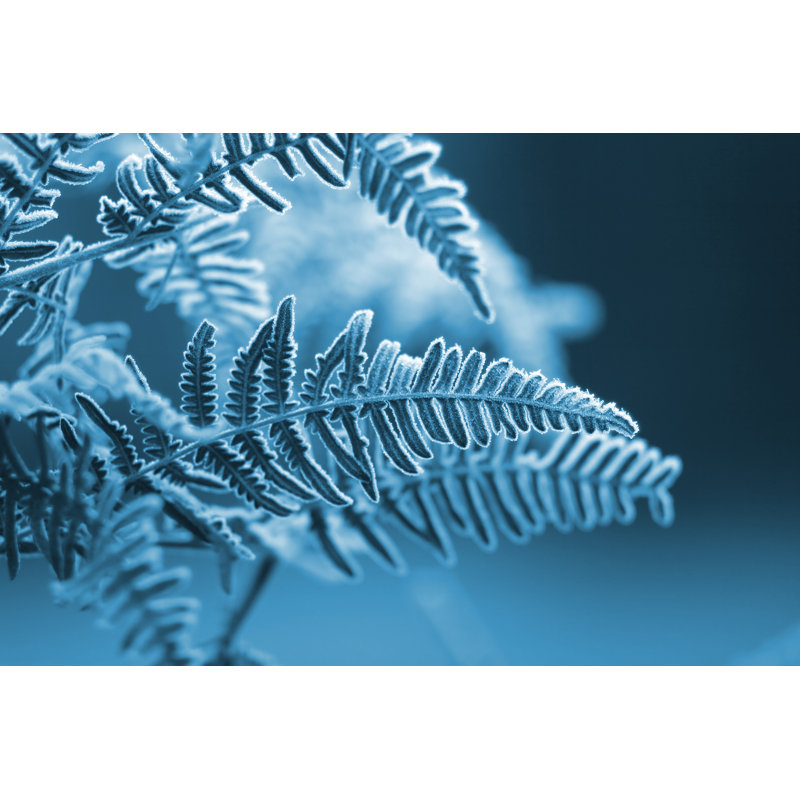 Frozen Fern Leaves par S5Iztok, H 20 po x l 30 po